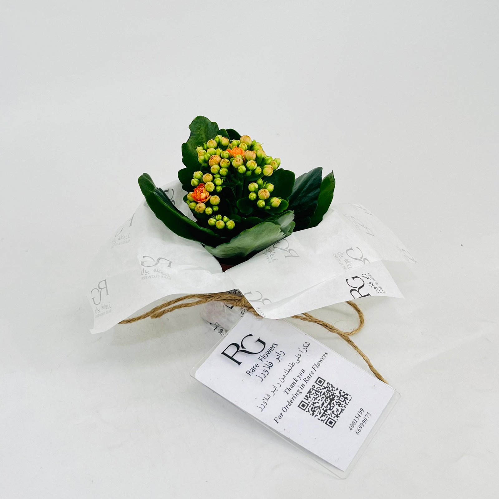 Kalanchoe plant No.11308 - Image 3