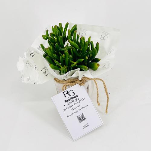 Crassula No.9599 - Image 1