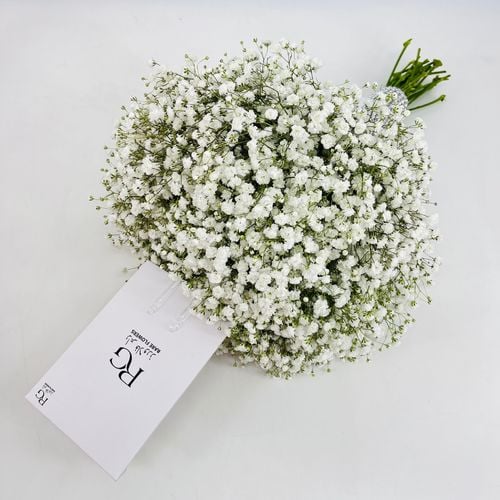 1464 - صورة 2