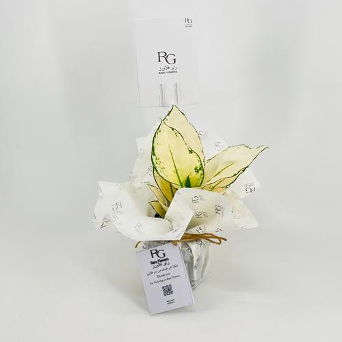 نبات الاجلونيمارقم.9568-391 - صورة 3