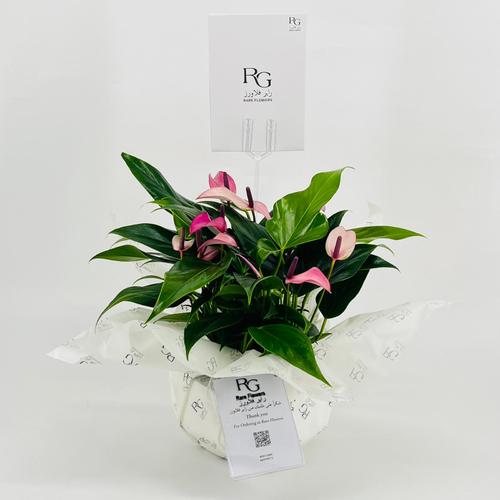 Table Anthurium purple No.9534-410 - Image 1