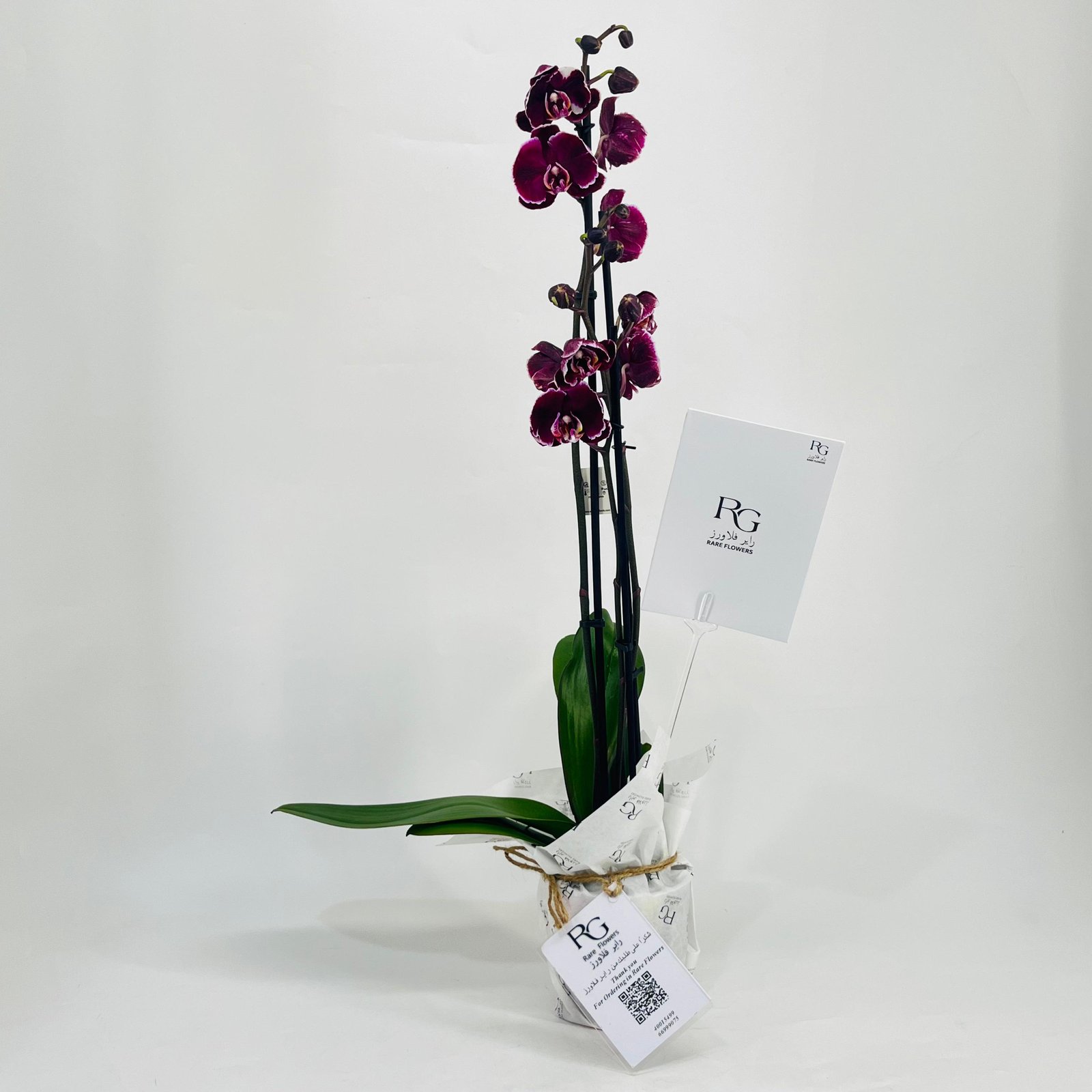 Orchid plant No.11324 - Image 3