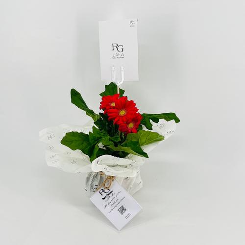 Fuchsia gerbera plant No.9542 - Image 3