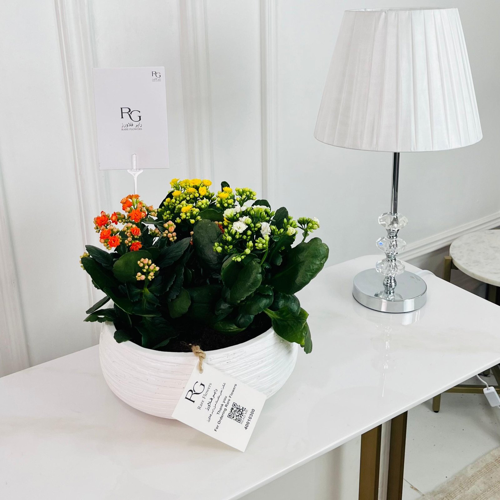 Kalanchoe Plant No.16738 - Image 1
