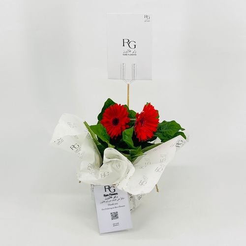 نبات الجربيرا احمر رقم.9543-474 - صورة 1