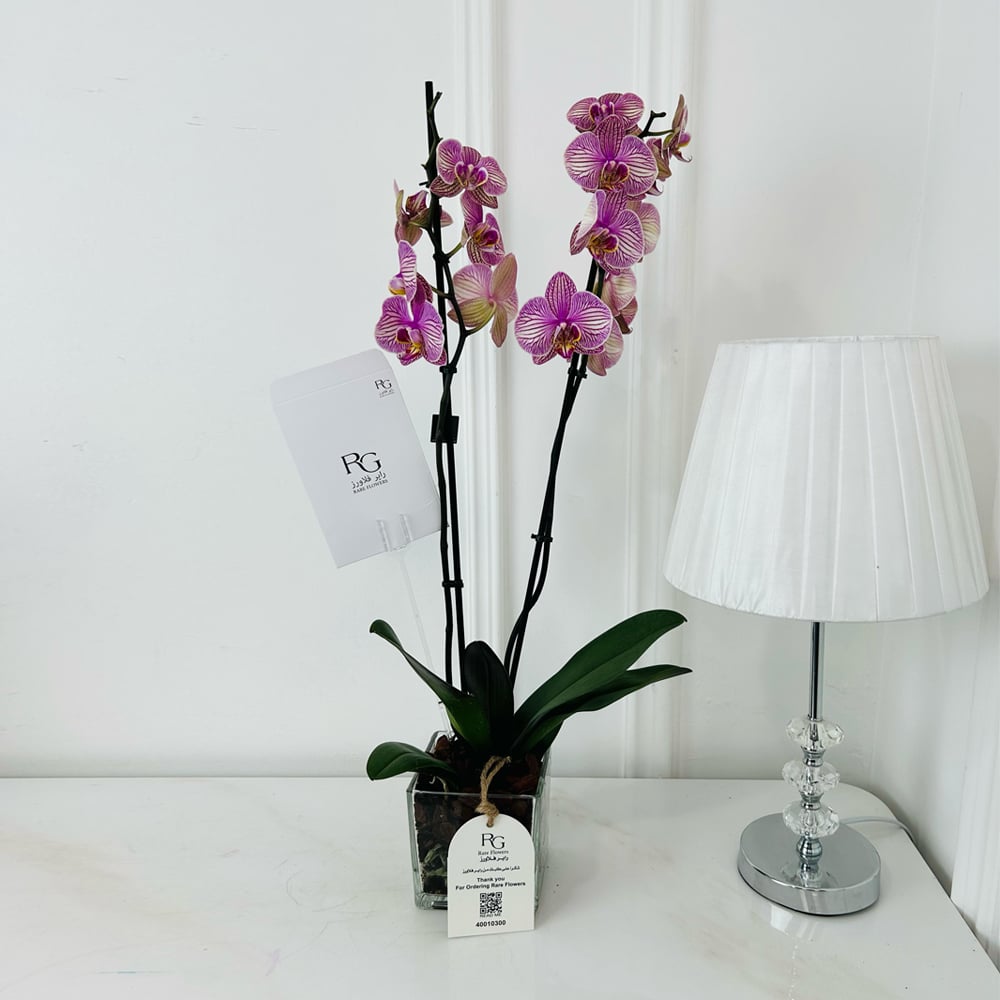 Orchid Plant No.17955 - Image 2
