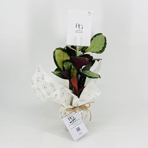 Calathea No.9564 - Image 1