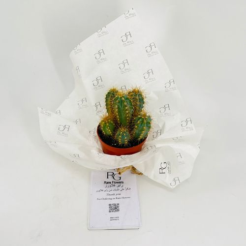 Cactus No.9608-551 - Image 3