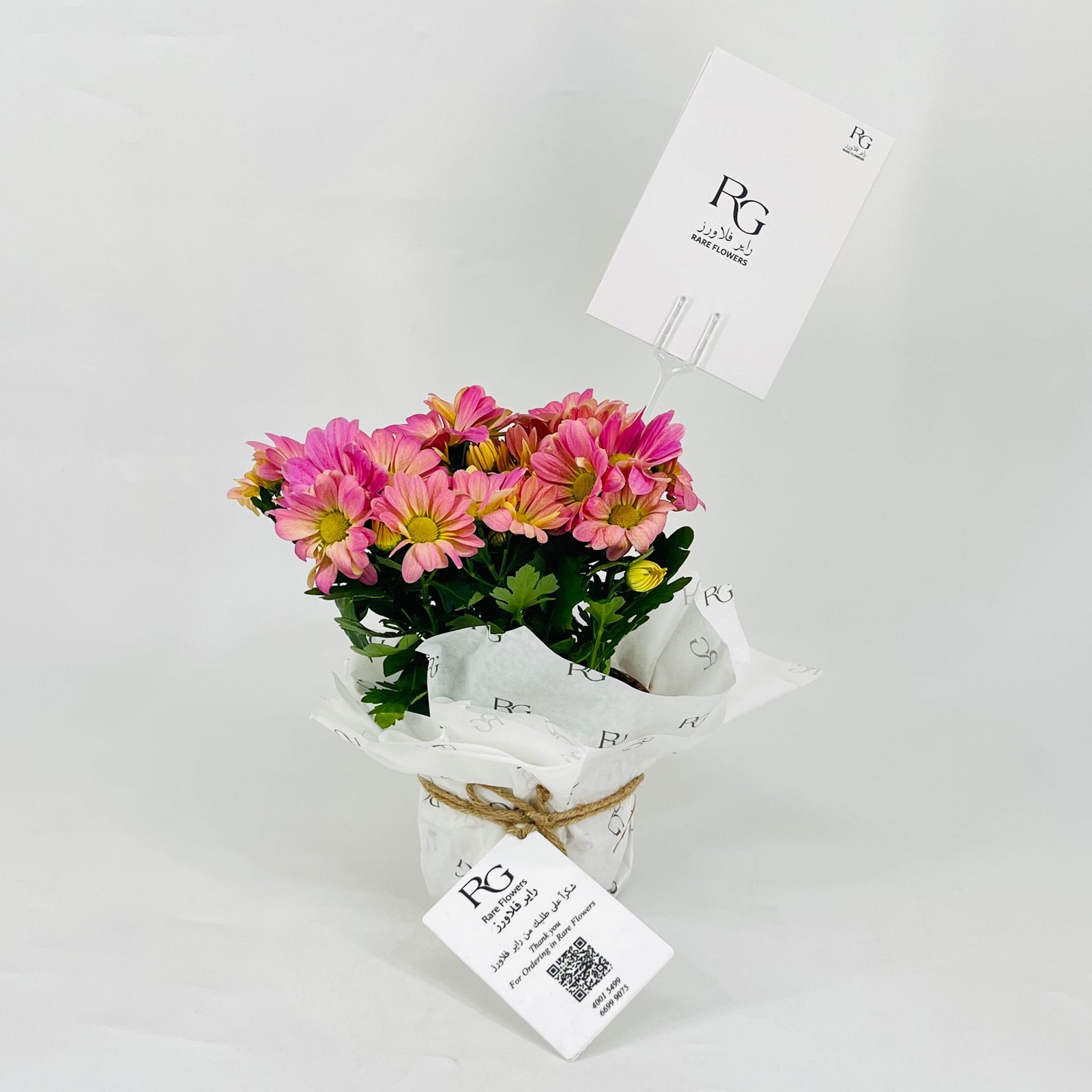 chrysanthemum purple No.9548 - Image 1