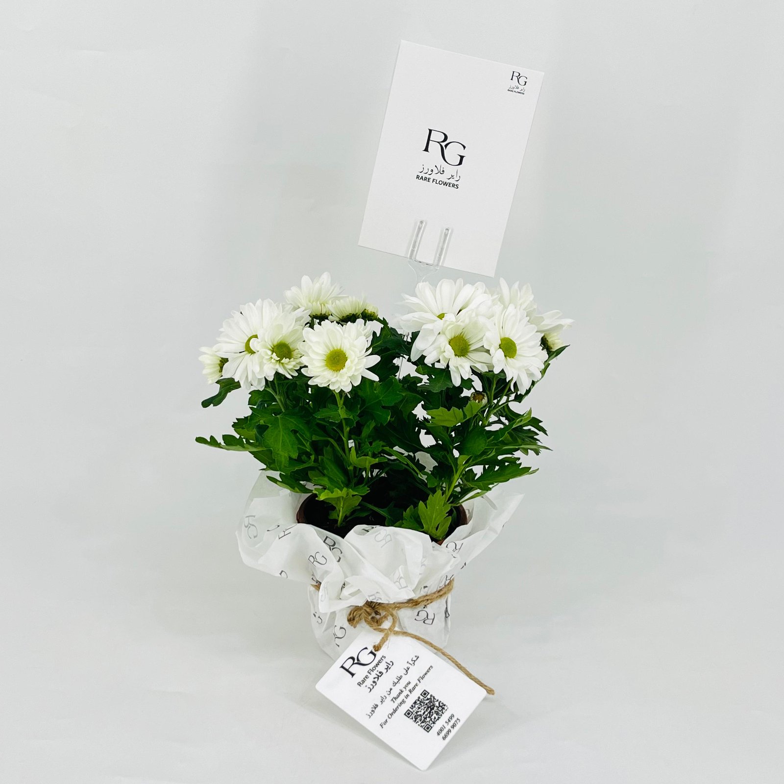 chrysanthemum white No.9549 - Image 1