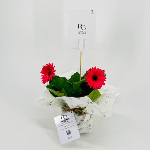 Light fuchsia gerbera plant No.9545-576 - Image 3