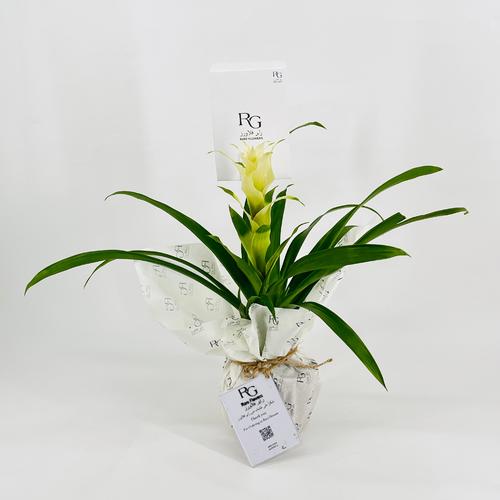 Guzmania No.9571 - Image 3