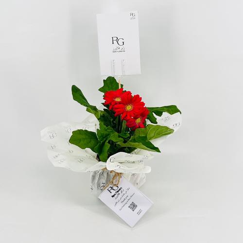 Fuchsia gerbera plant No.9542 - Image 1