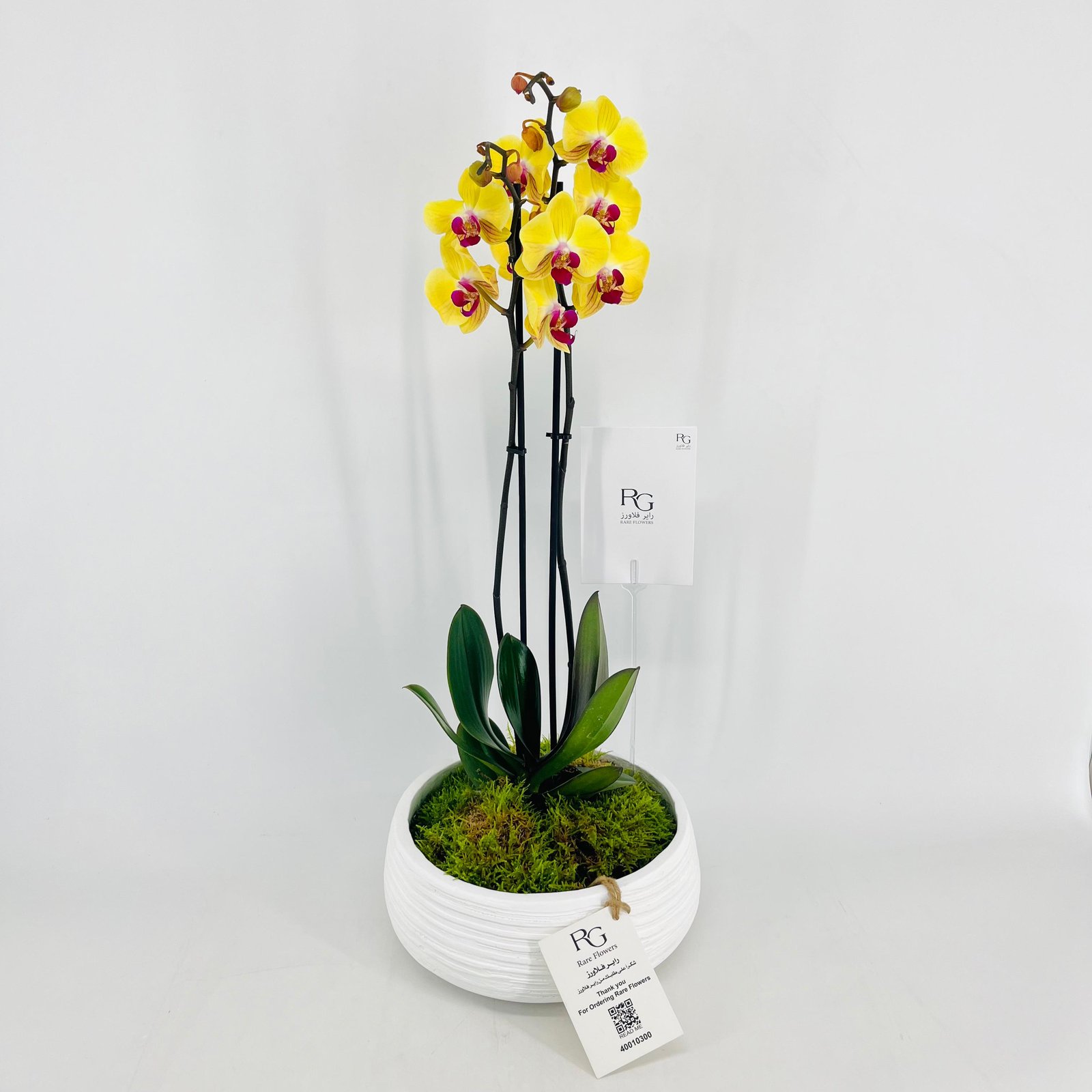 Orchid Plant Vase No.15375 - Image 3
