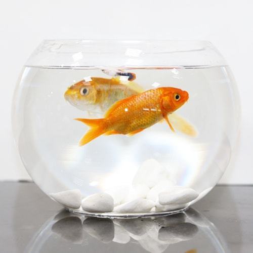 Zina fish tank with golden fish and molar tropical fish 2 - Image 1