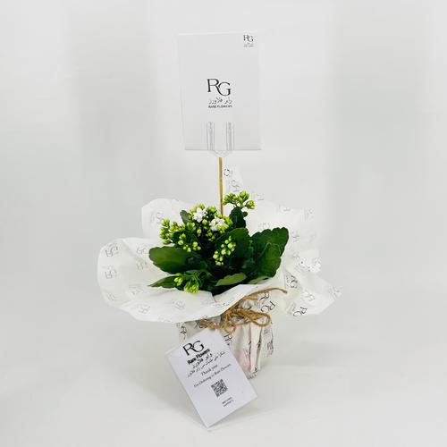 Kalanchoe Rosalina white No.9552 - Image 3