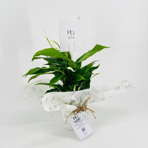 Spathiphyllum Bellini No.9565 - Image 2