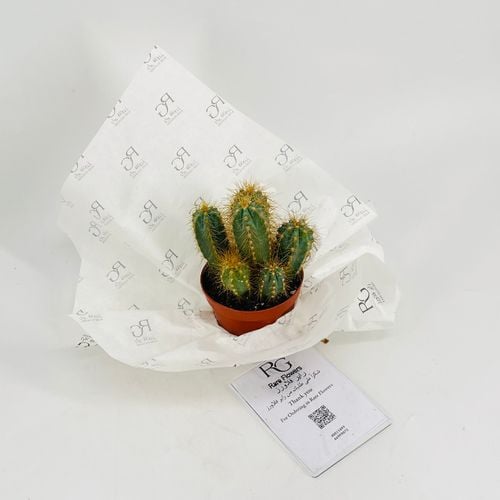 Cactus No.9608-551 - Image 2