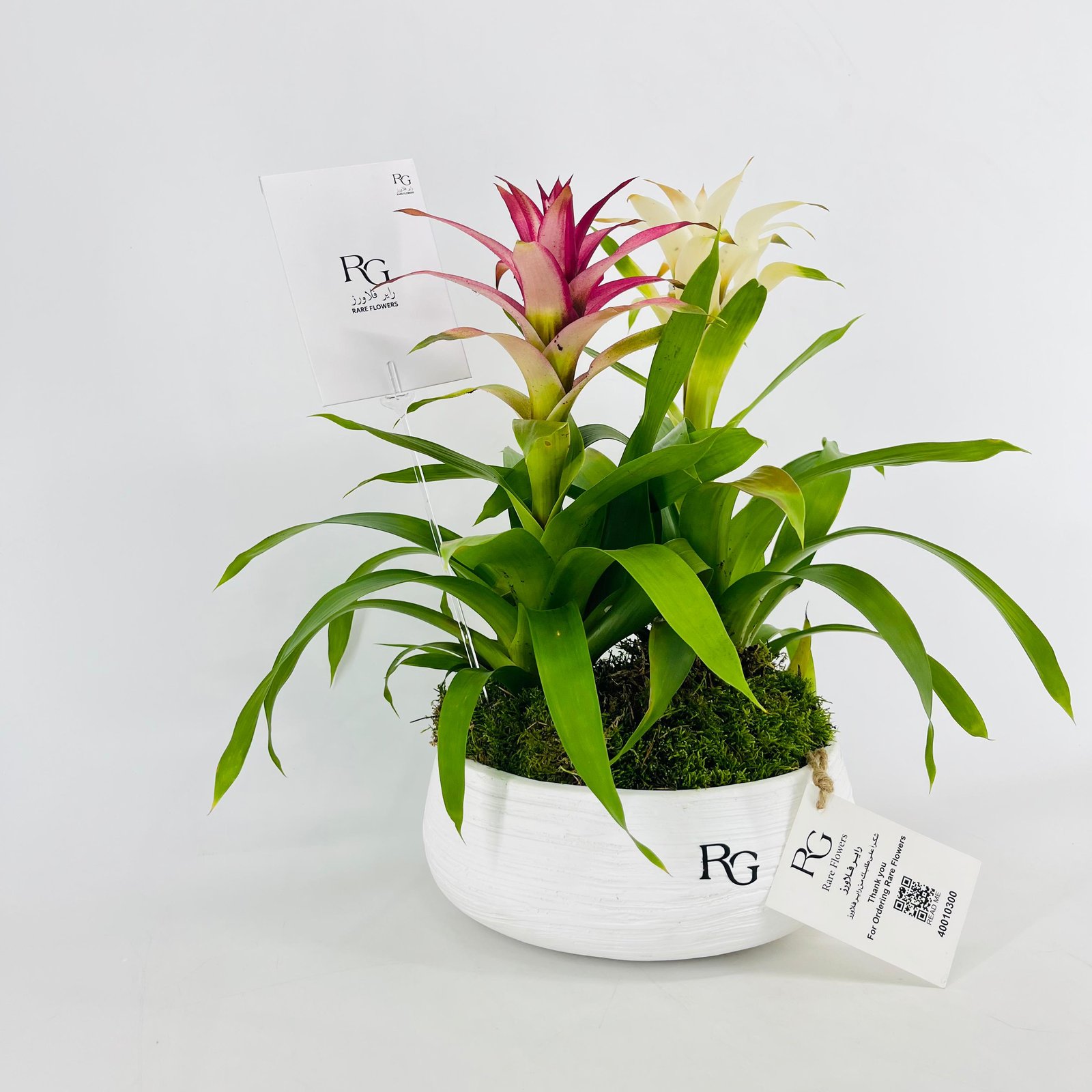 Guzmania plant vase No.15401 - Image 3