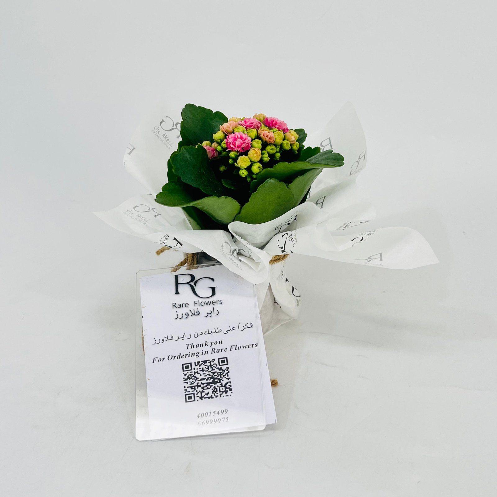 Kalanchoe plant No.11310 - Image 2