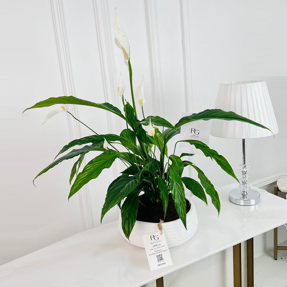 نبات زنبق السلام رقم.16819 - صورة 1
