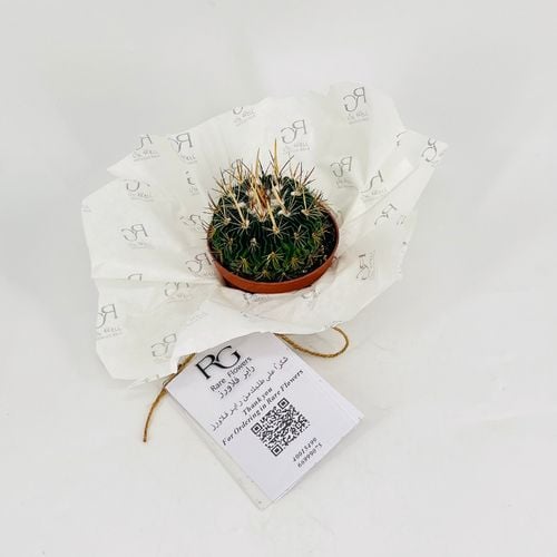 Cactus No.9604 - Image 1