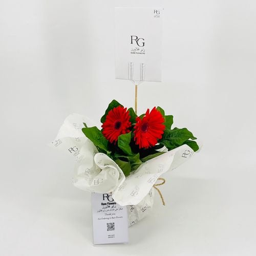 نبات الجربيرا احمر رقم.9543-474 - صورة 3