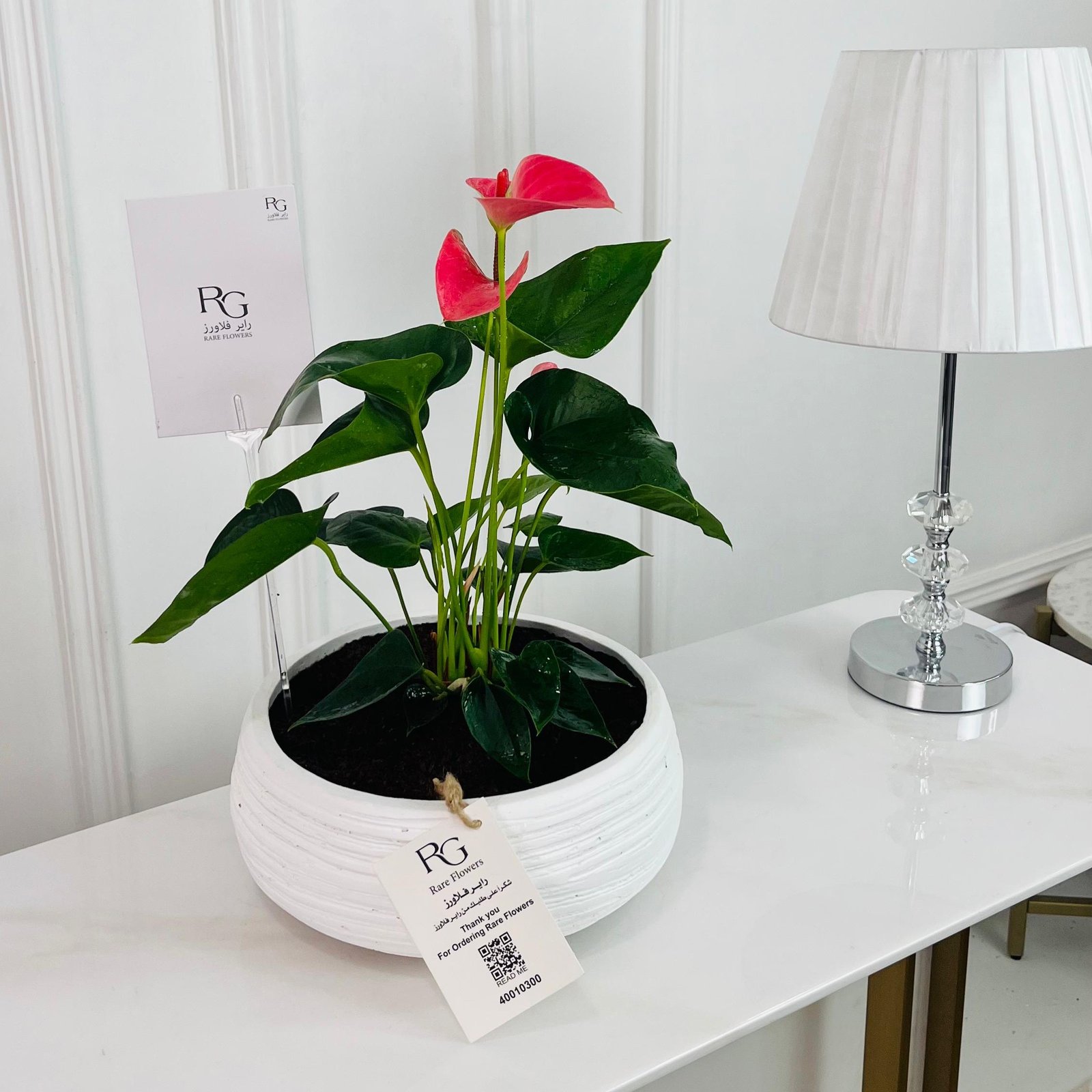 Anthurium Plant No.16773 - Image 1