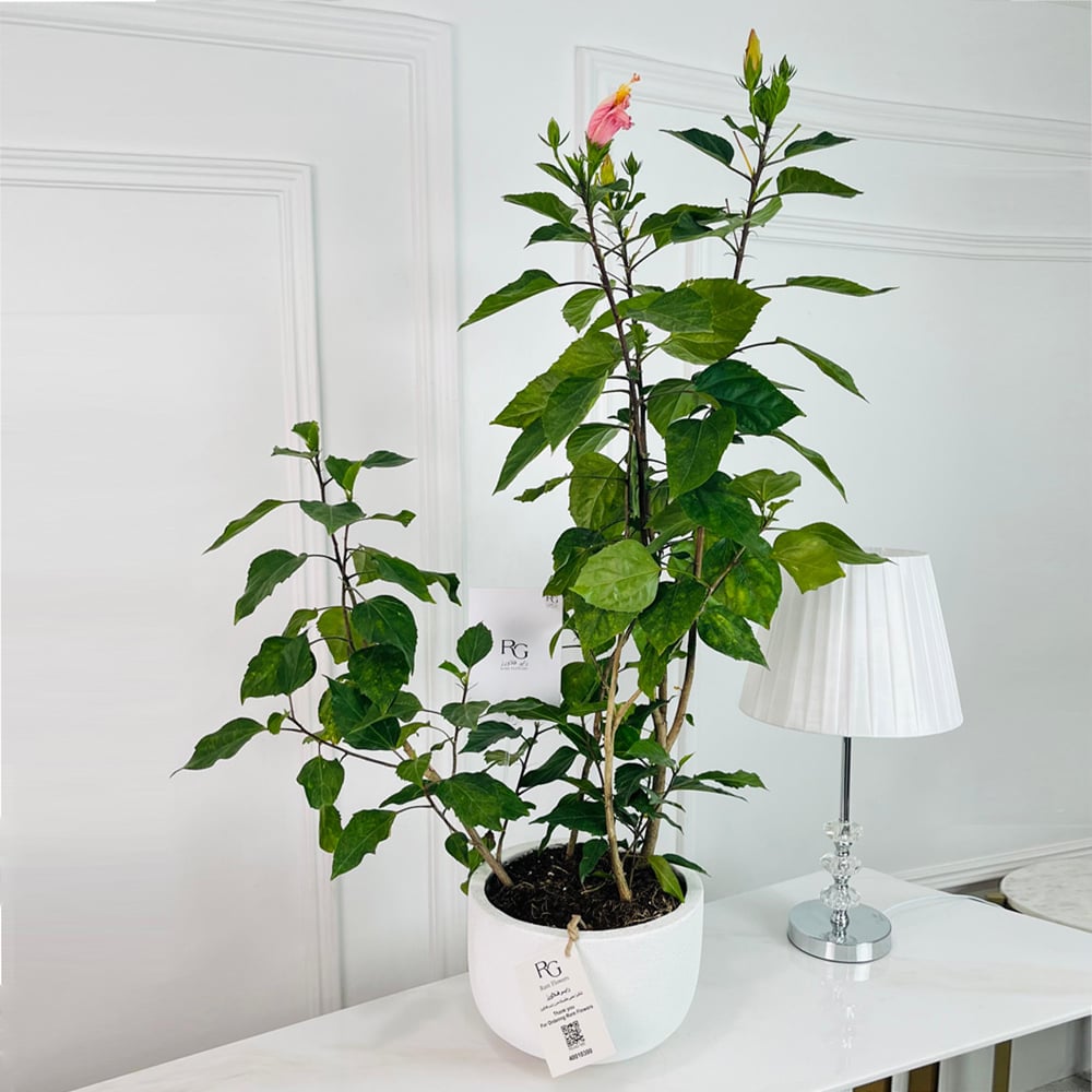 Hibiscus Plant No.16891 - Image 1