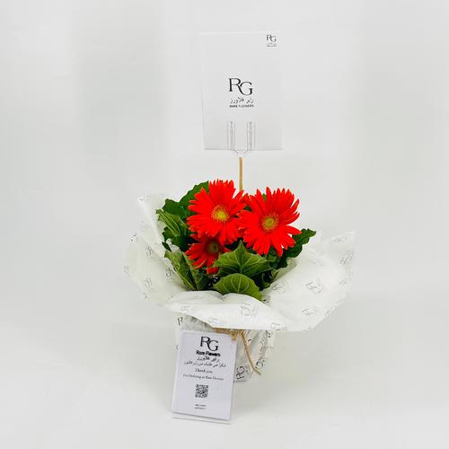 Orange Gerbera plant No.9547-377 - Image 3