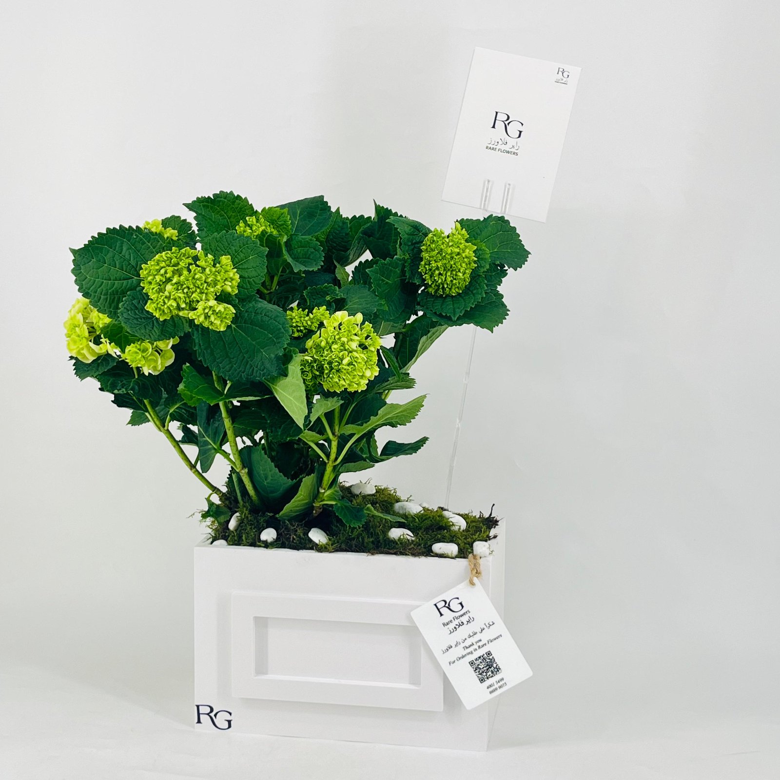12439 - Image 3