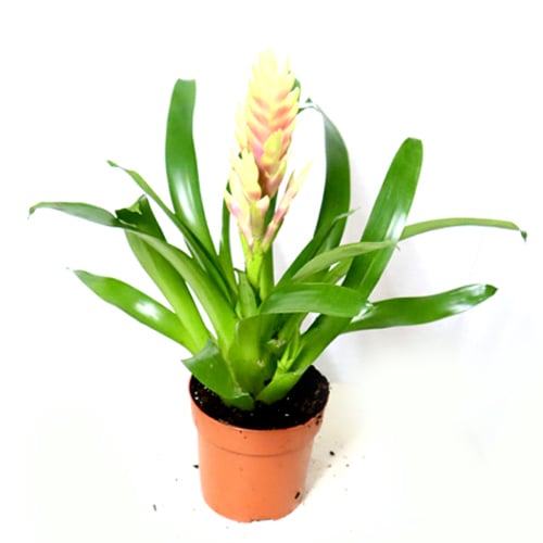 White bromeliad pot No.939 - Image 1