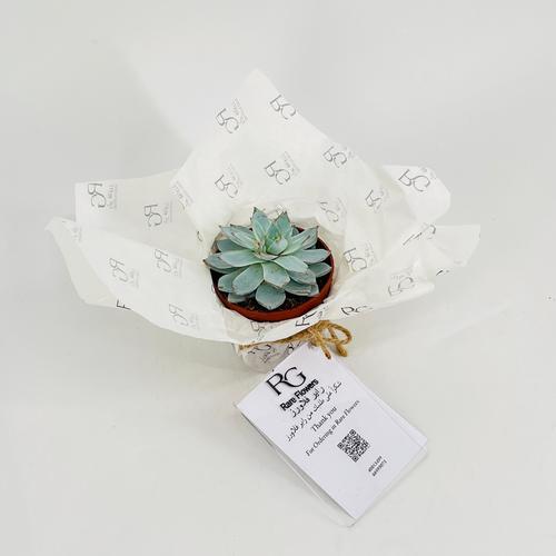 Echeveria No.9601 - Image 2