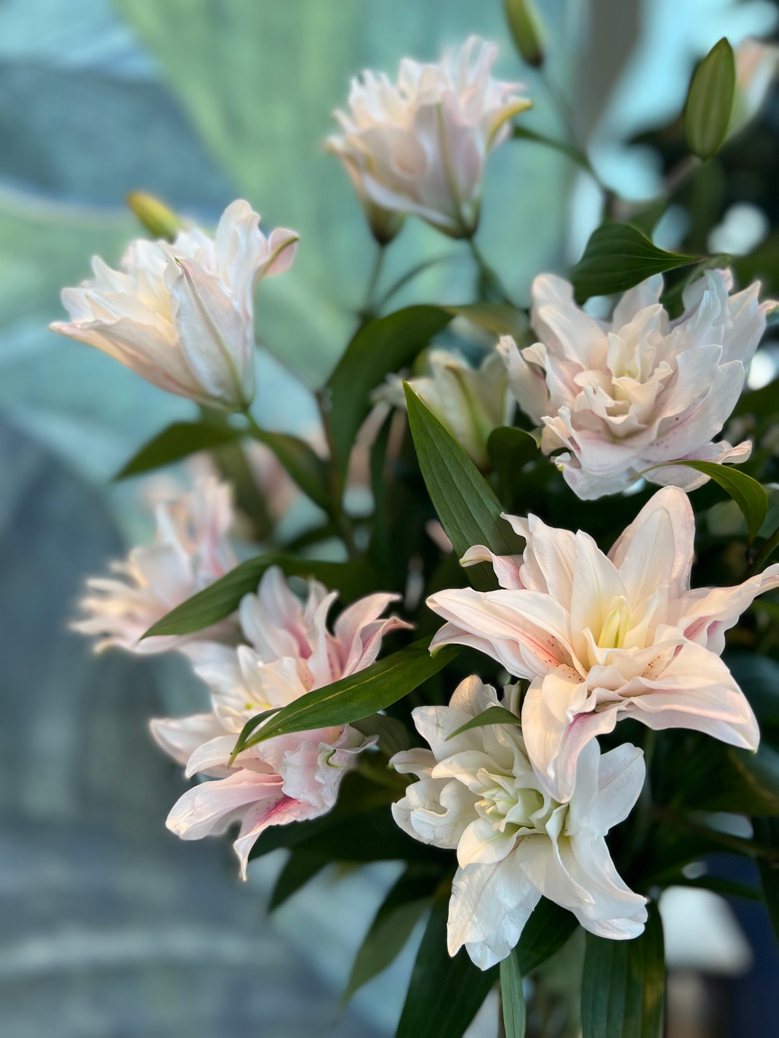  Special Lilies | pink | 10 pcs - صورة 2