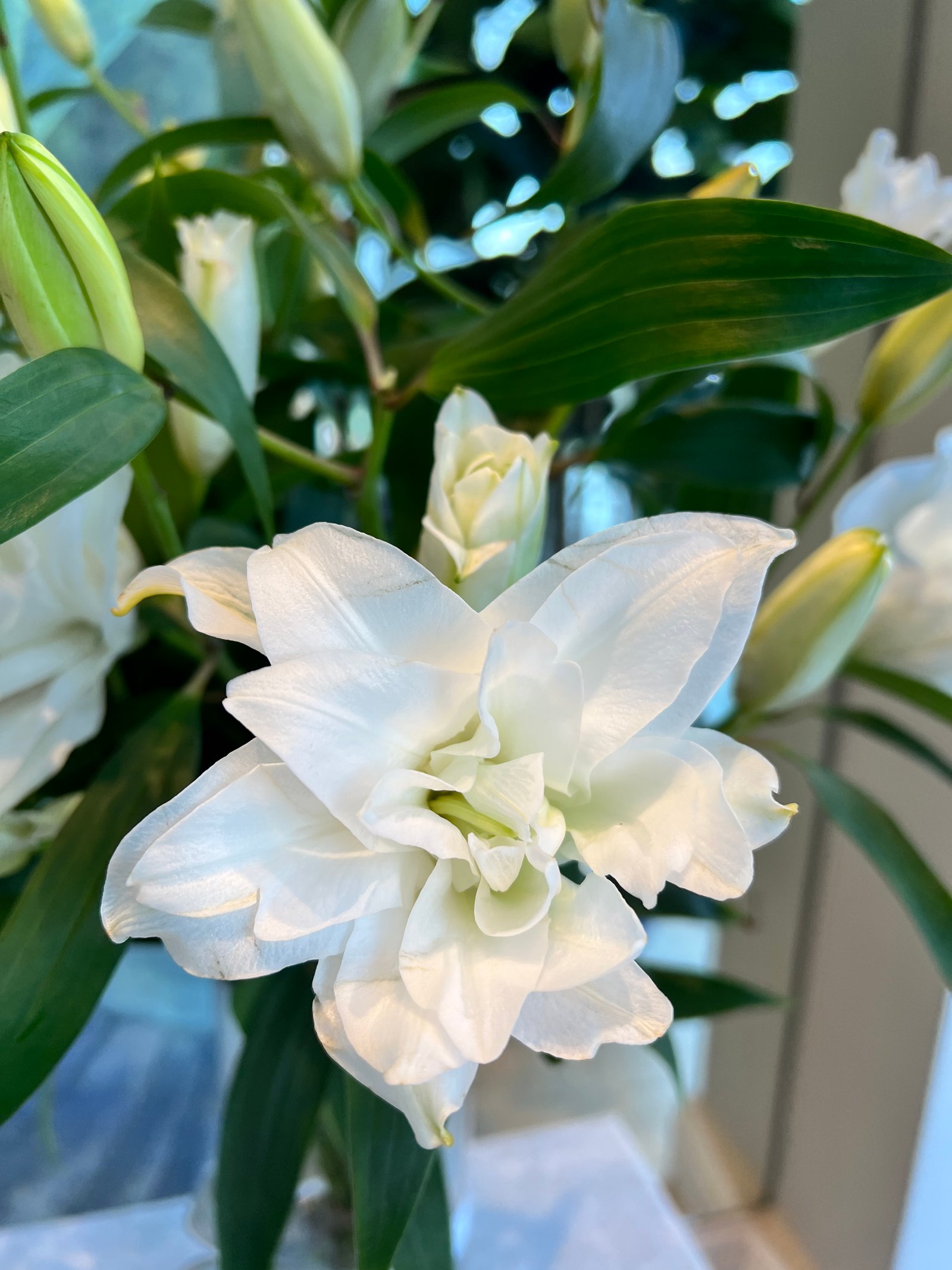  Special Lilies | white | 12 pcs - صورة 2