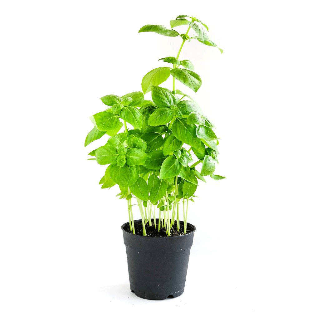 Basil Sweet - Image 1