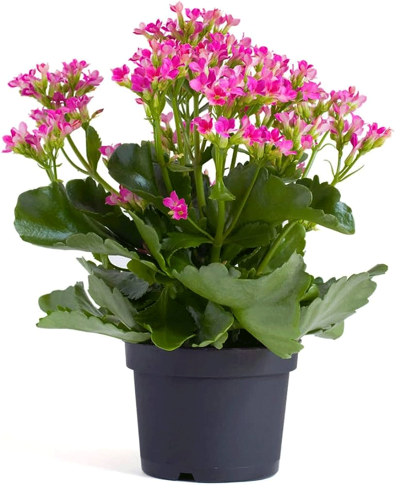 Kalanchoe - Image 1