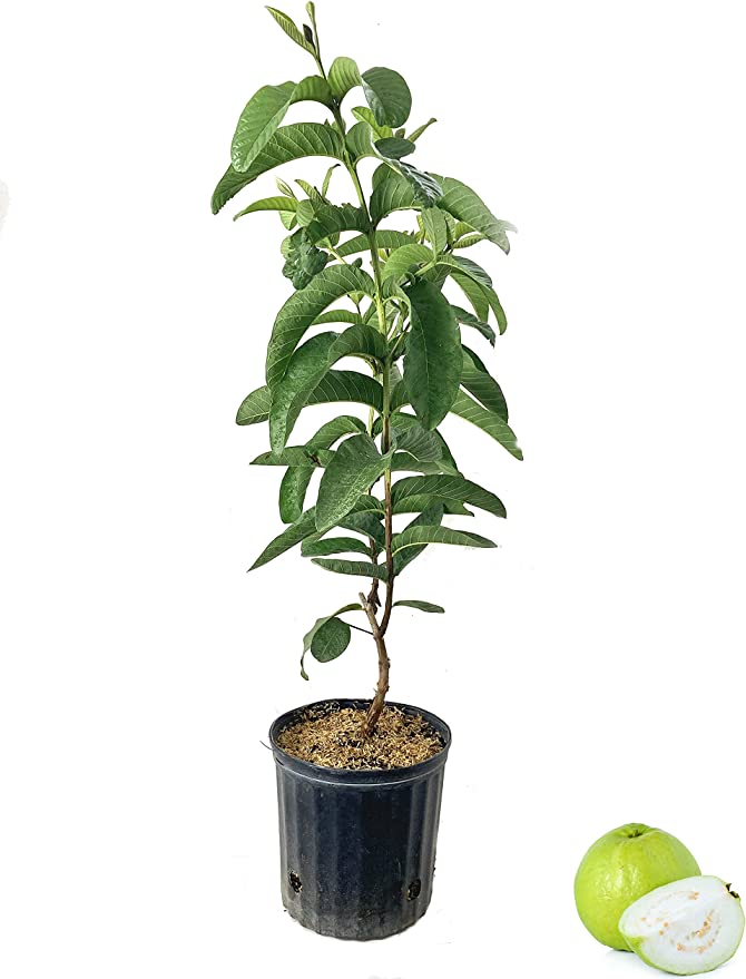 جوافة  - صورة 1