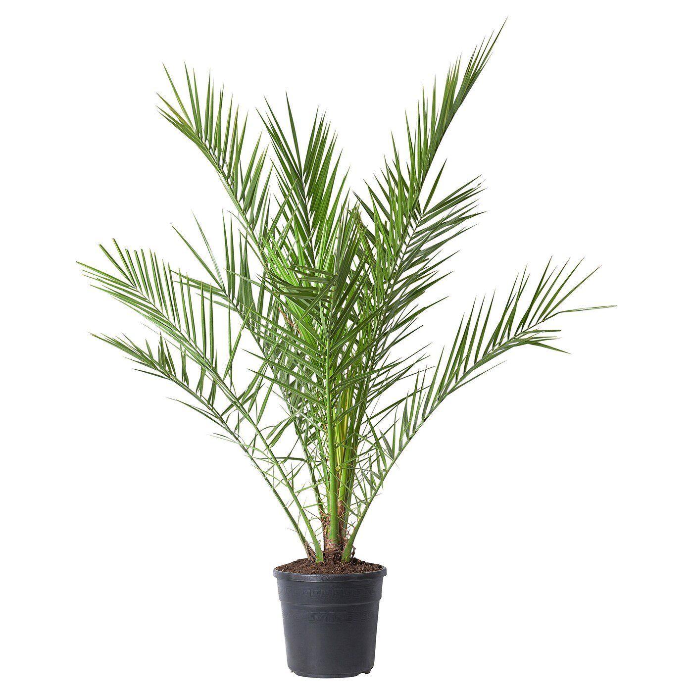 Majdool Palms - Image 1