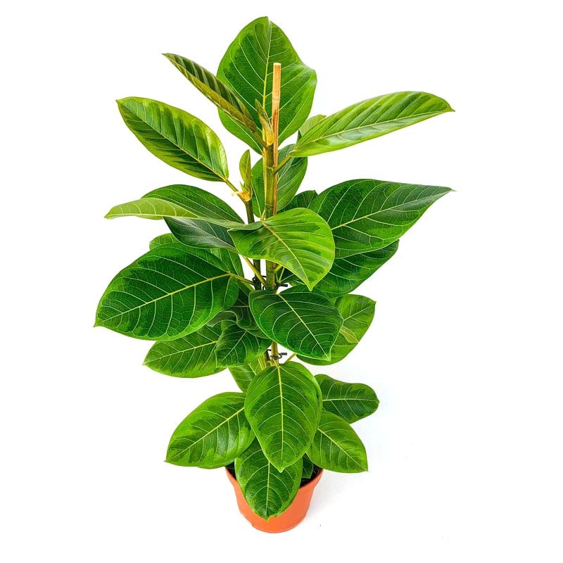 Ficus Elastica - Image 1