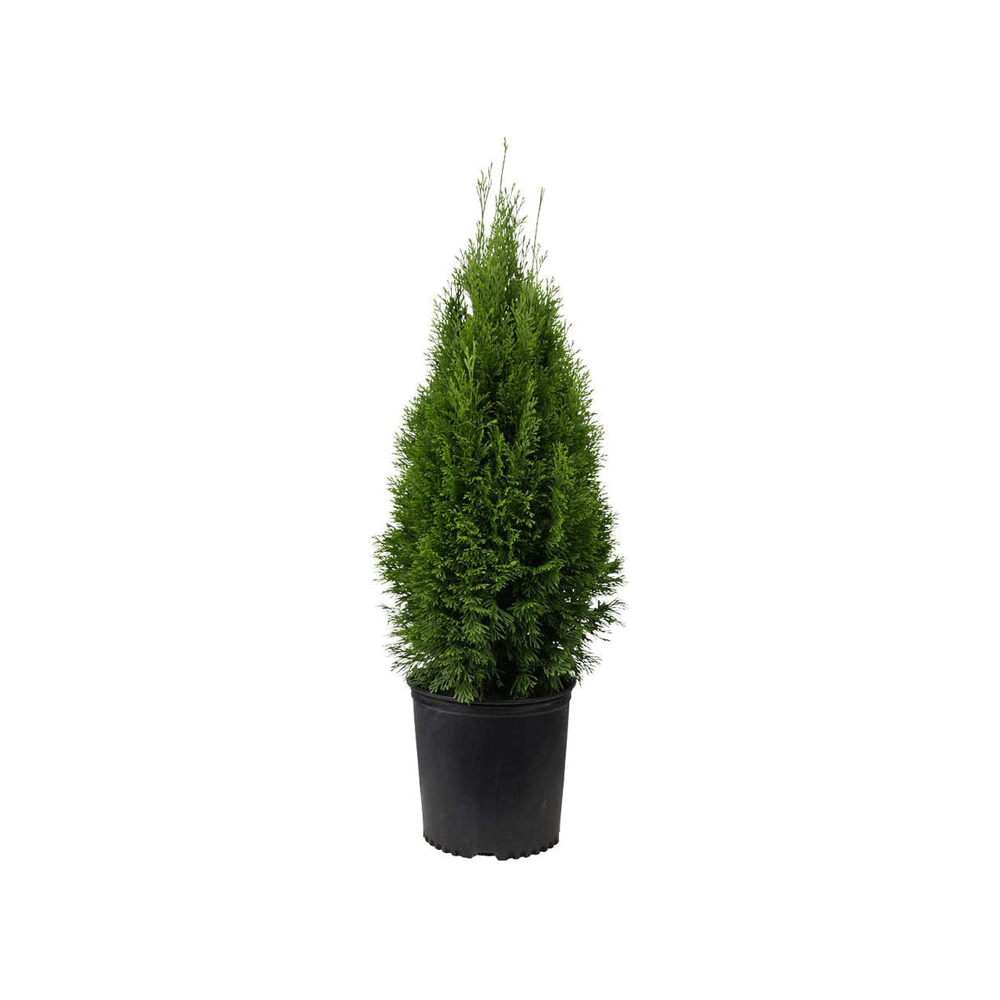 Thuja Orientalis - Image 1