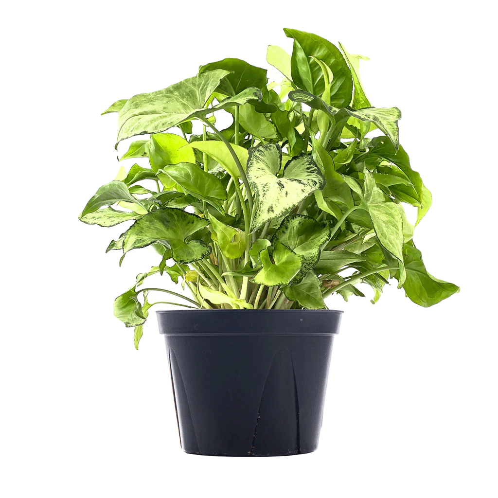 Syngonium - Image 1