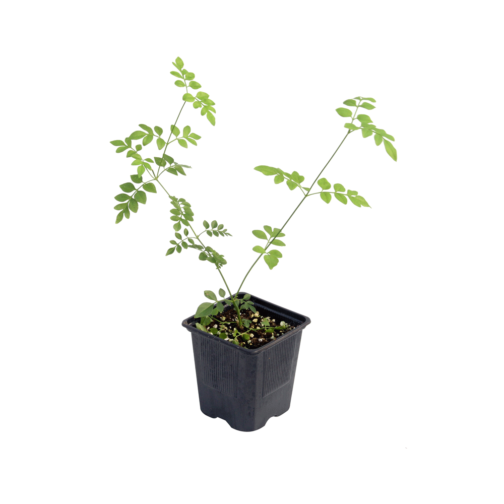 Jasminum Grandiflorum - Image 1