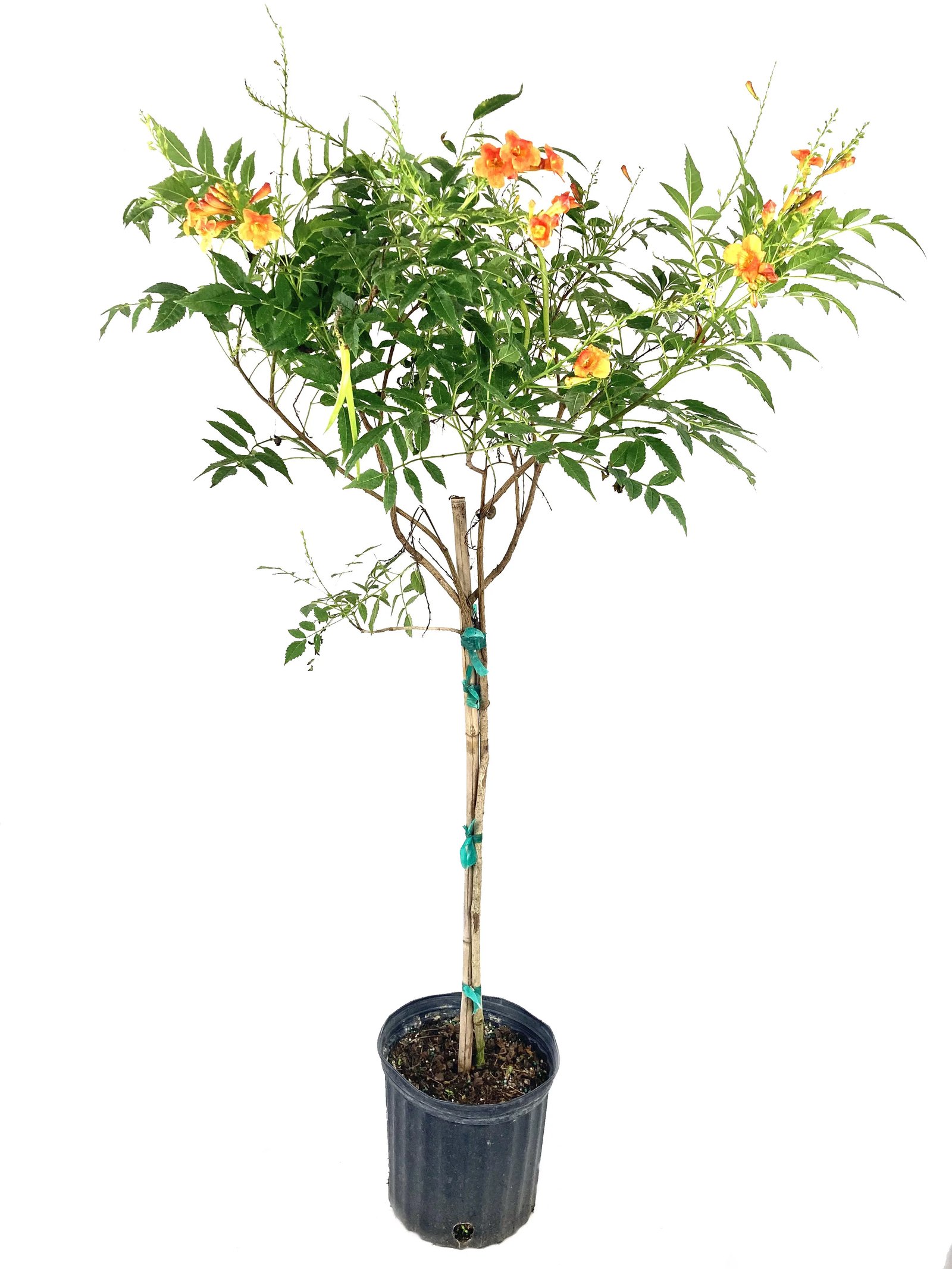 Tecomaria - Image 1