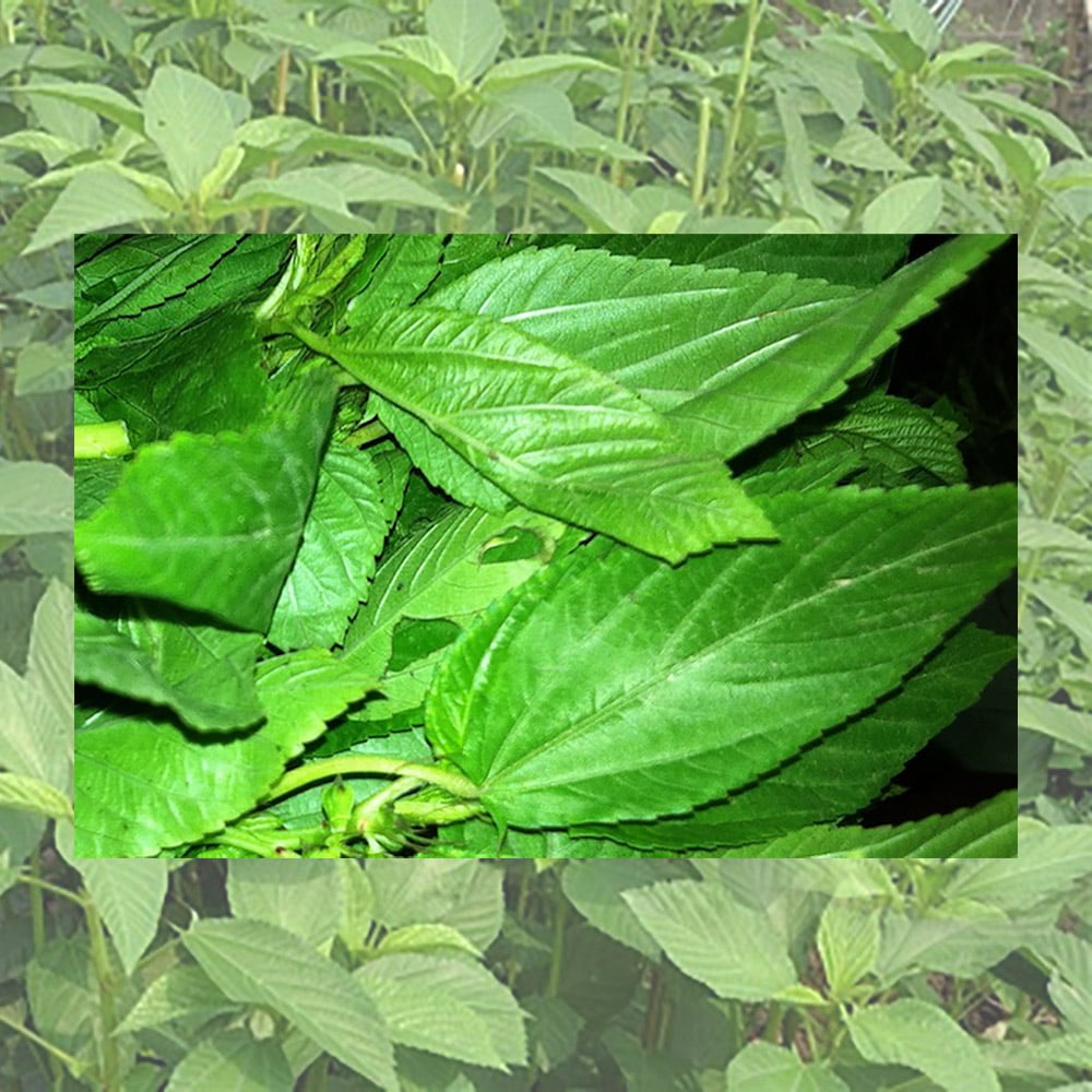 Organic Mulukhiyah - Image 1