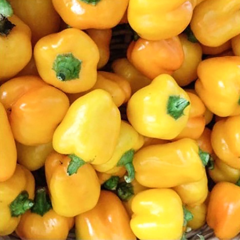 Yellow Baby Bell Pepper - Image 1
