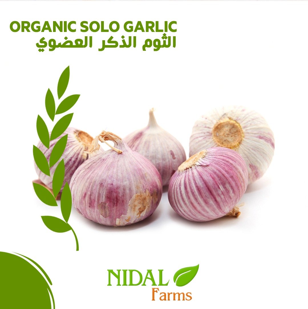 Organic Solo Garlic - Image 2