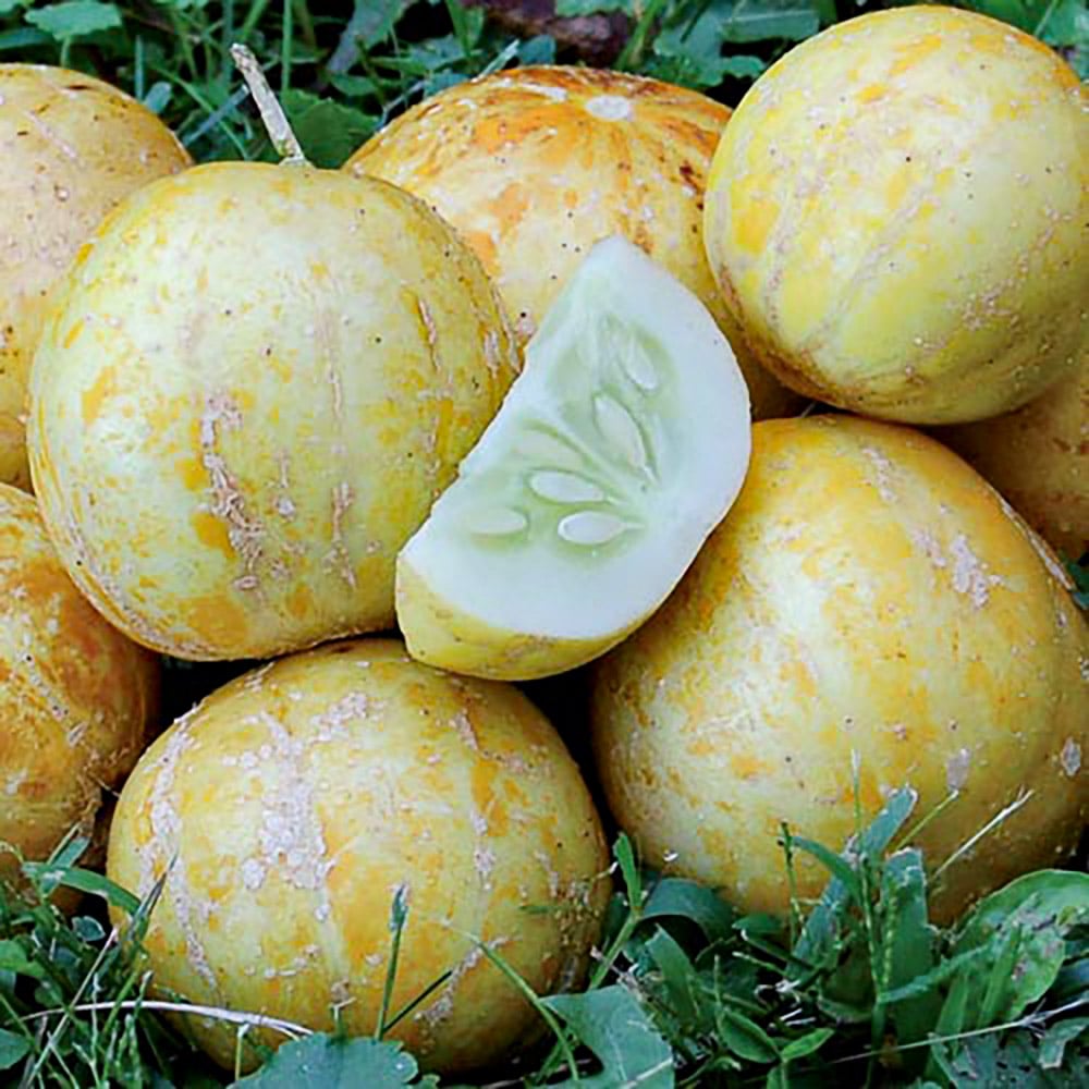 Organic Lemon Cucumber - Image 1