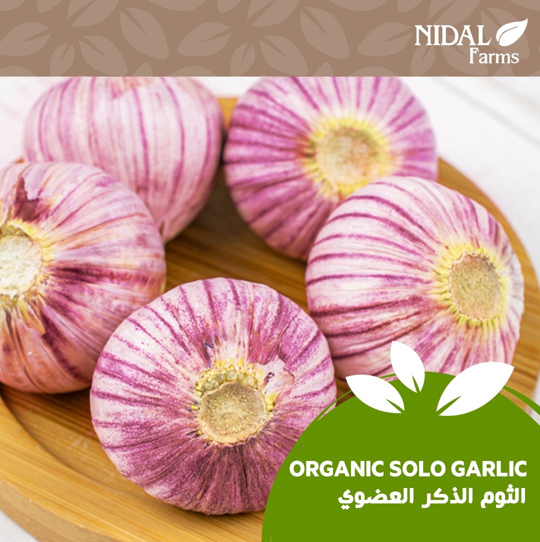 Organic Solo Garlic - Image 4