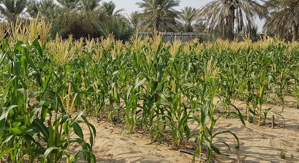 Organic Sweet Corn - Image 2